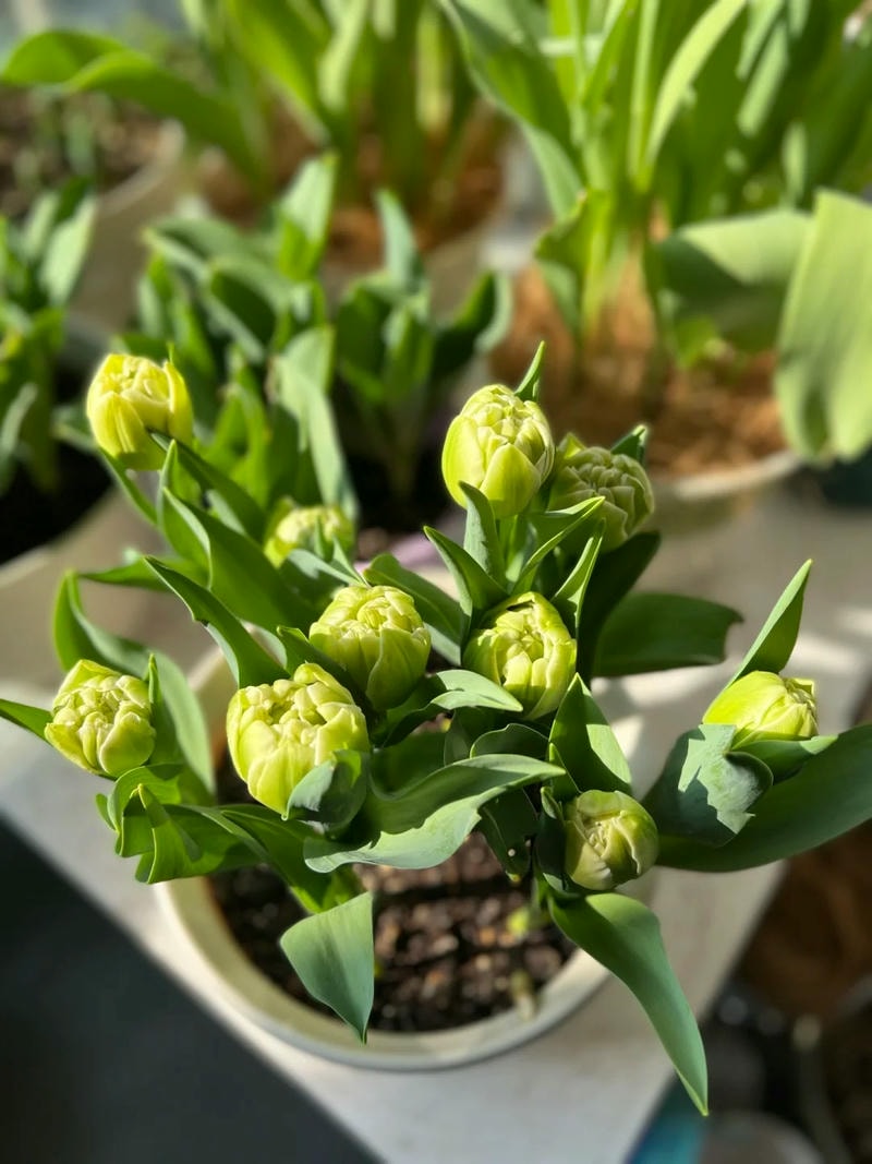 ảnh hoa tulip chill