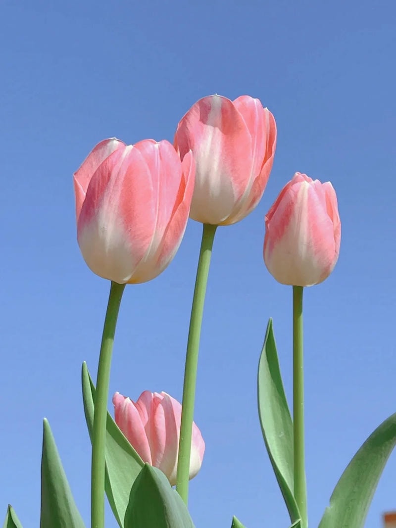 ảnh hoa tulip đẹp