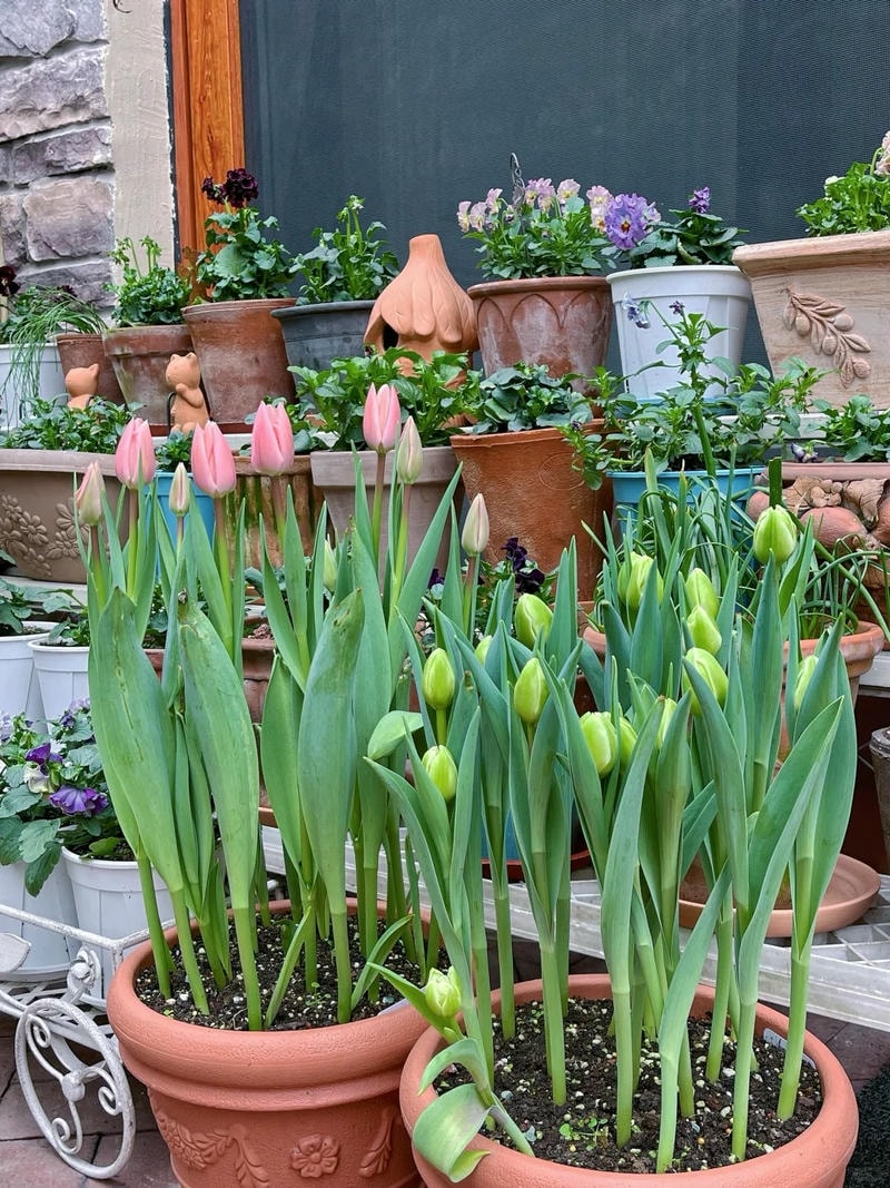 ảnh hoa tulip vẽ