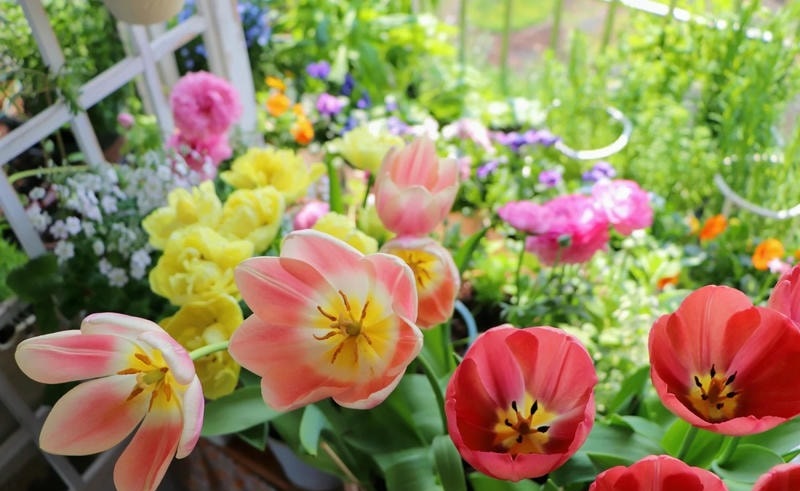 ảnh nền điện thoại hoa tulip