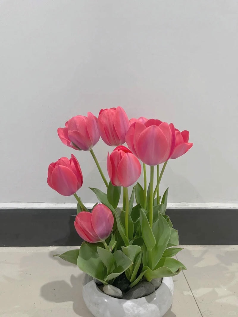 hình ảnh hoa tulip đẹp nhất