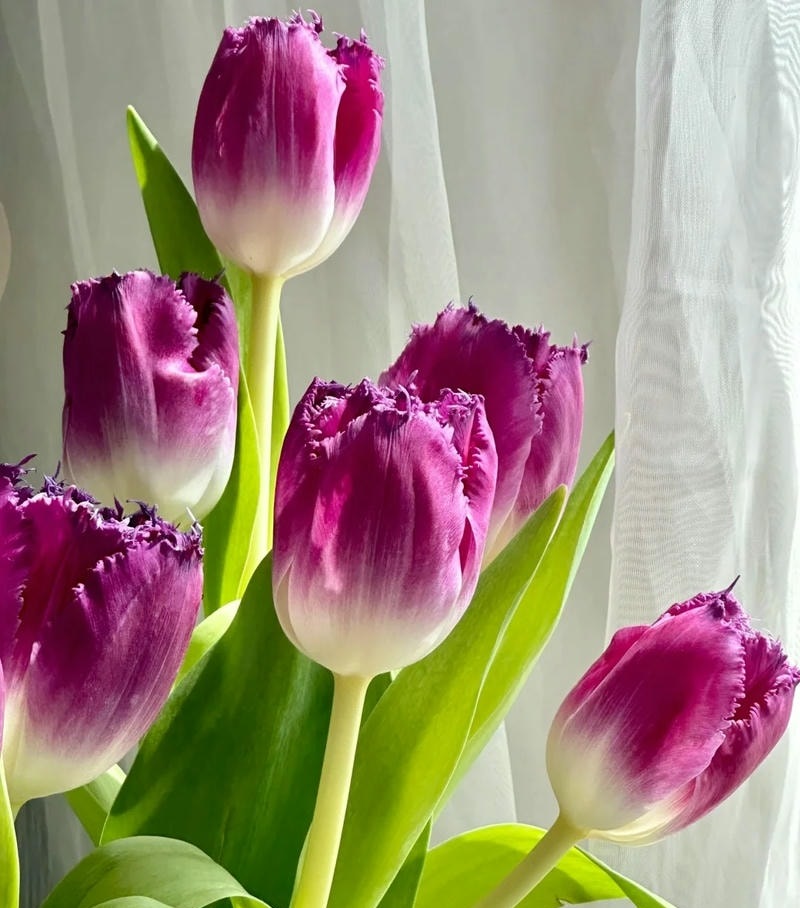 hình nền điện thoại tulip