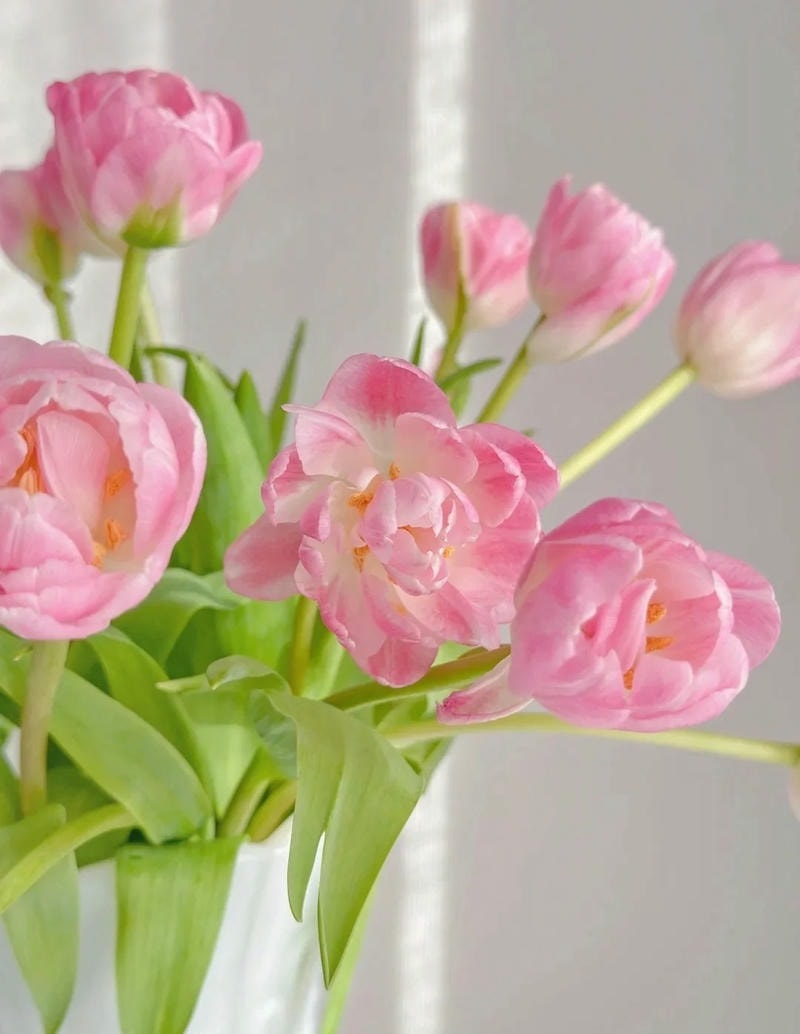 hình nền hoa tulip cho điện thoại