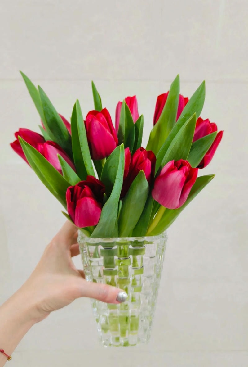 hình nền hoa tulip