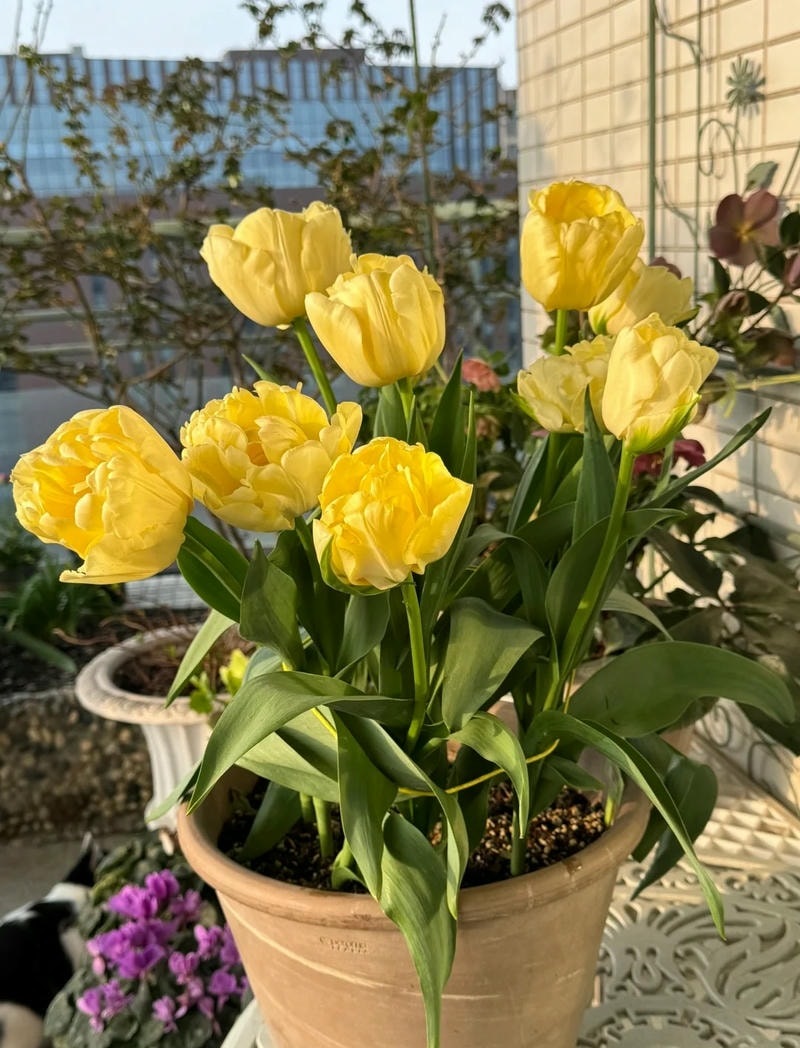 hình nền máy tính hoa tulip