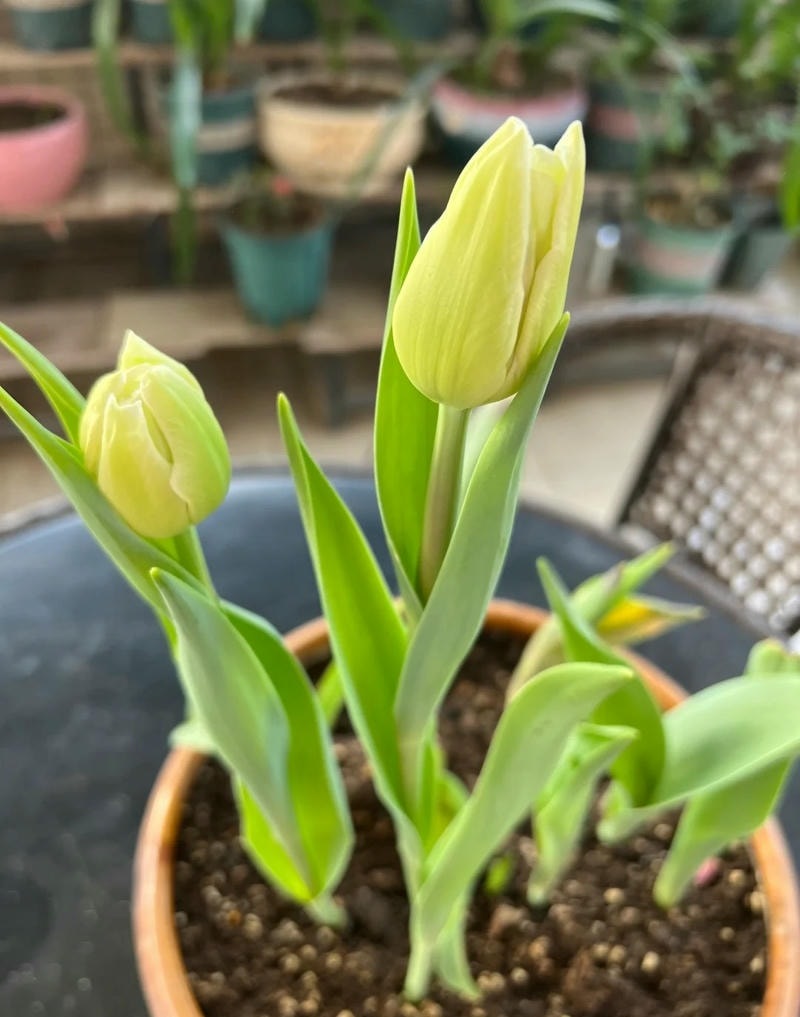 hình nền tulip