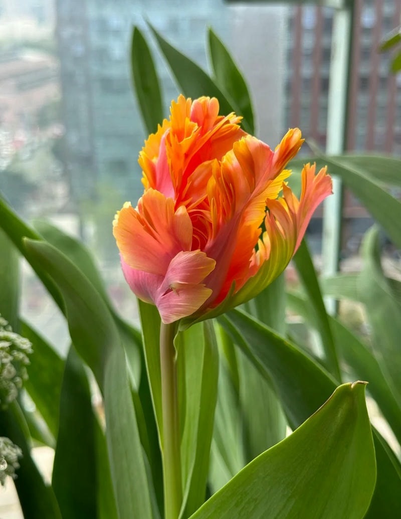 nền điện ảnh hoa tulip