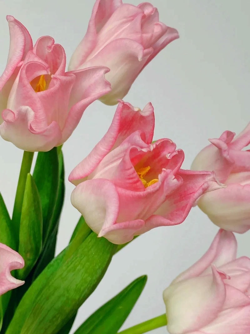 tulip đẹp hình nền hoa tulip