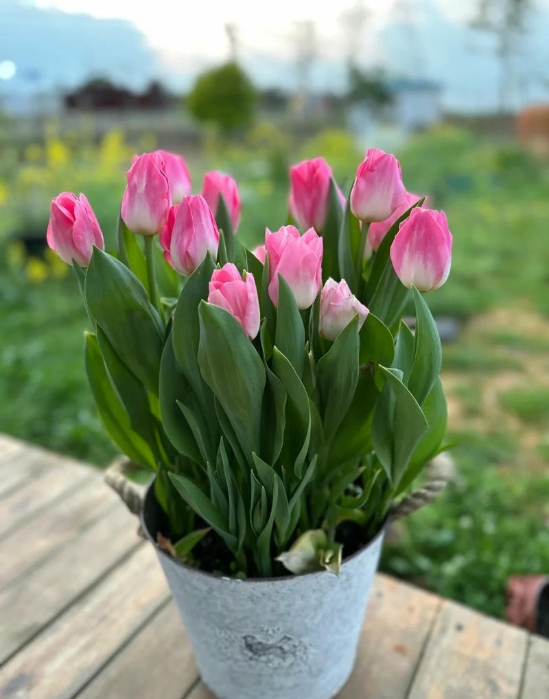 tulip hình nền ảnh hoa đẹp