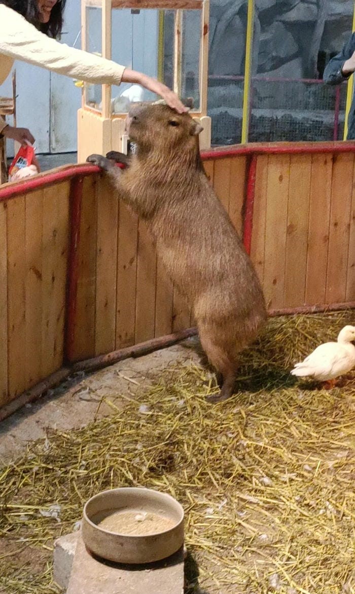 ảnh capybara