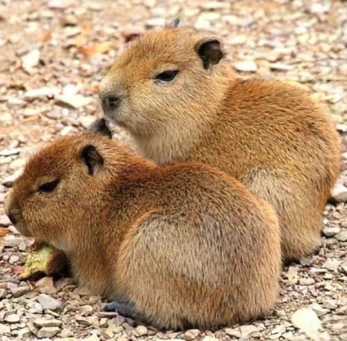 ảnh đôi capybara