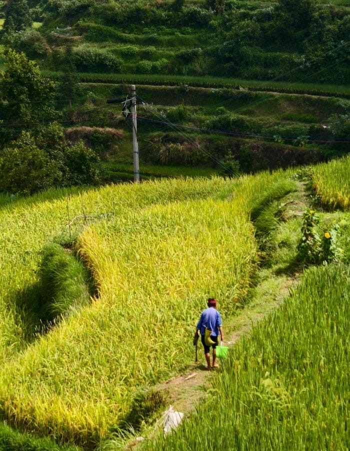 ảnh đồng quê yên bình