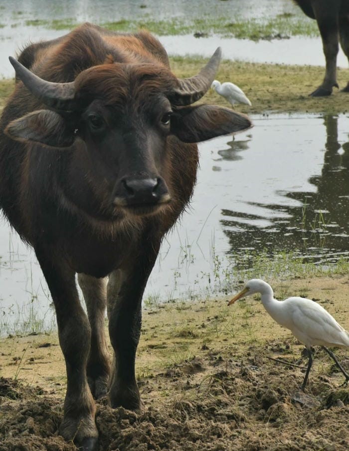 hinh ảnh con trâu