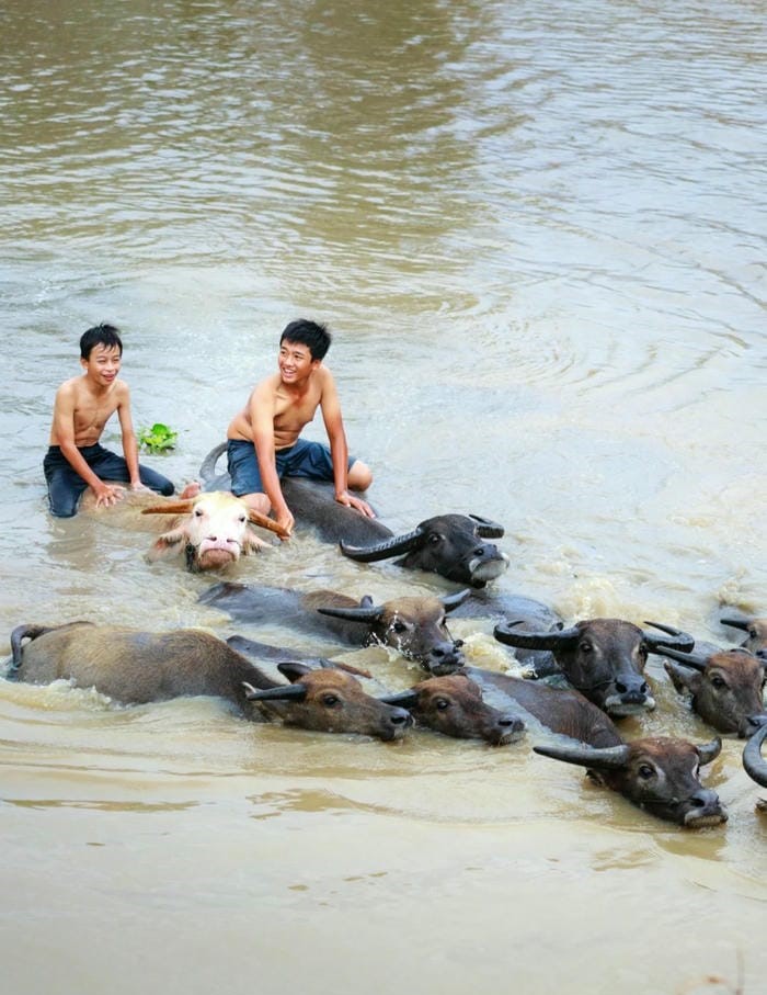 hình ảnh cưỡi trâu hài hước