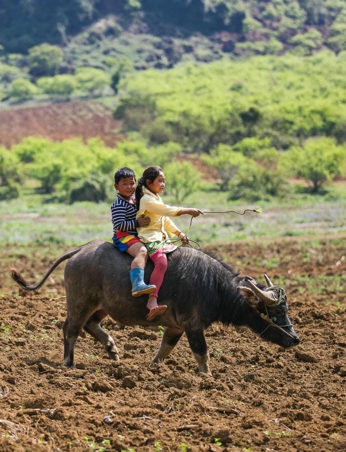 hình con trâu đẹp