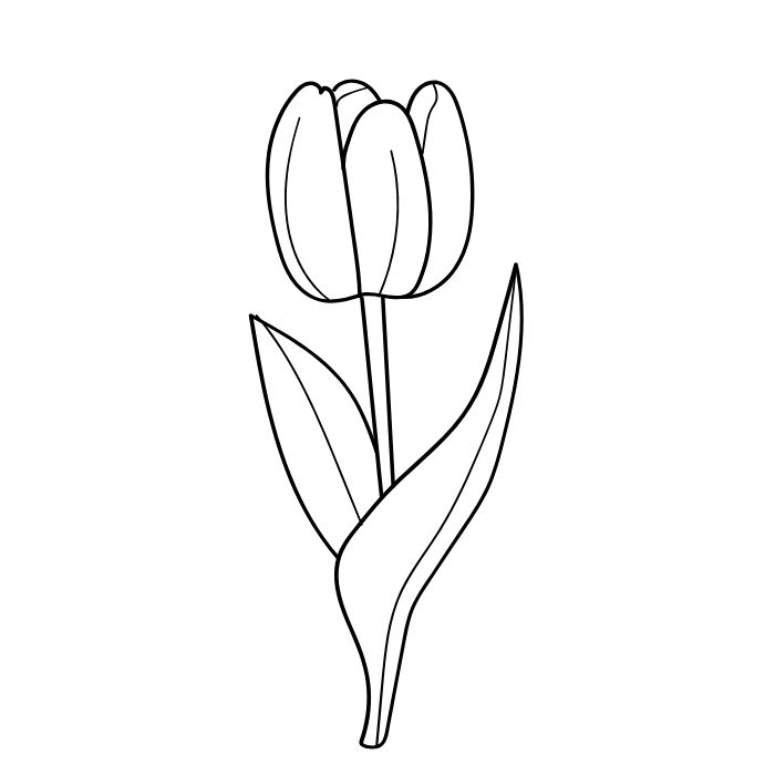 ảnh tranh tô màu hoa tulip 4k