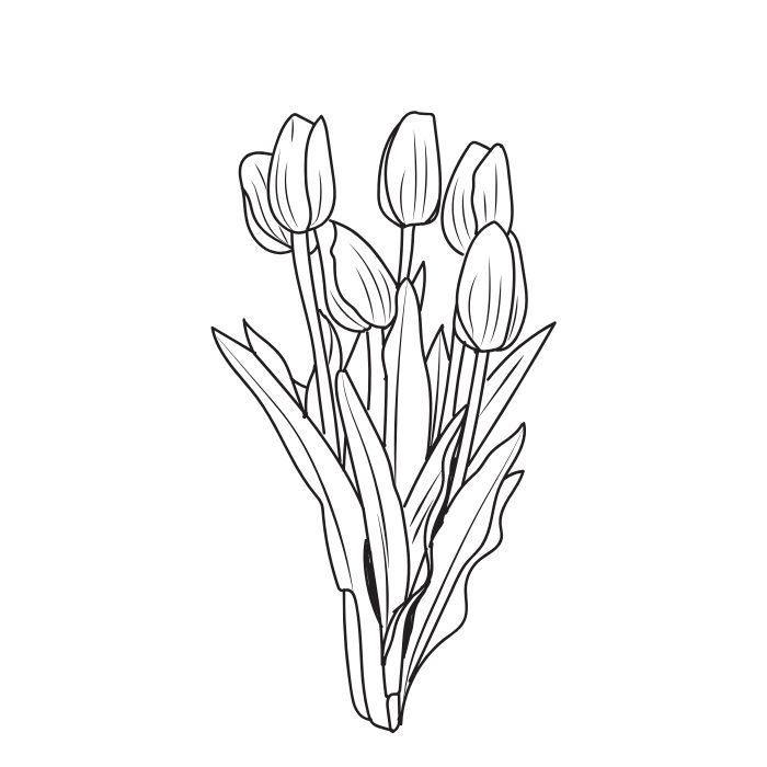 ảnh tranh tô màu hoa tulip đẹp nhất