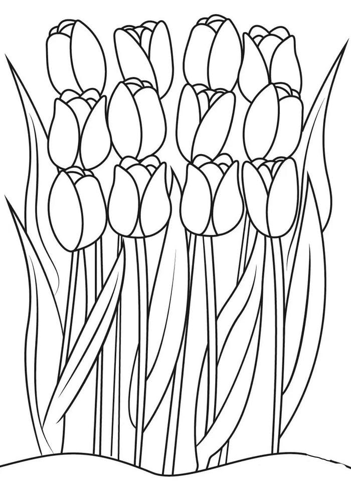 ảnh tranh tô màu hoa tulip đẹp xinh