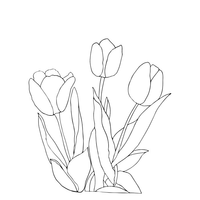 ảnh tranh tô màu hoa tulip đẹp