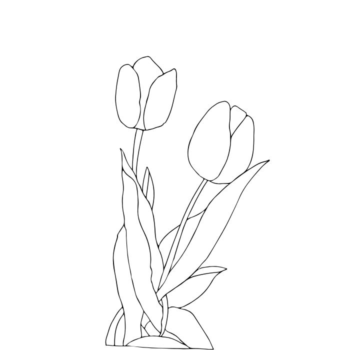 ảnh tranh tô màu hoa tulip hd