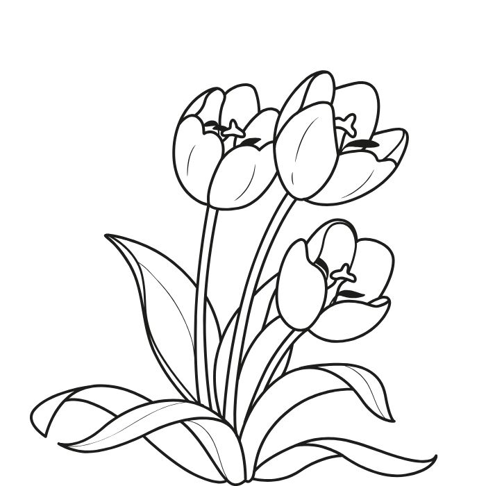 ảnh tranh tô màu hoa tulip