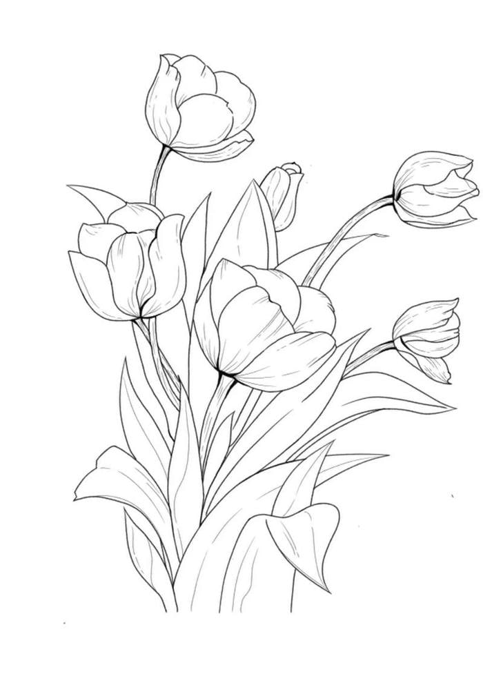 hình ảnh tranh tô màu hoa tulip đẹp xinh