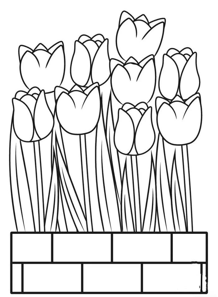 hình ảnh tranh tô màu hoa tulip đẹp