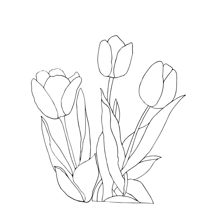 tranh tô màu hoa tulip cực đẹp