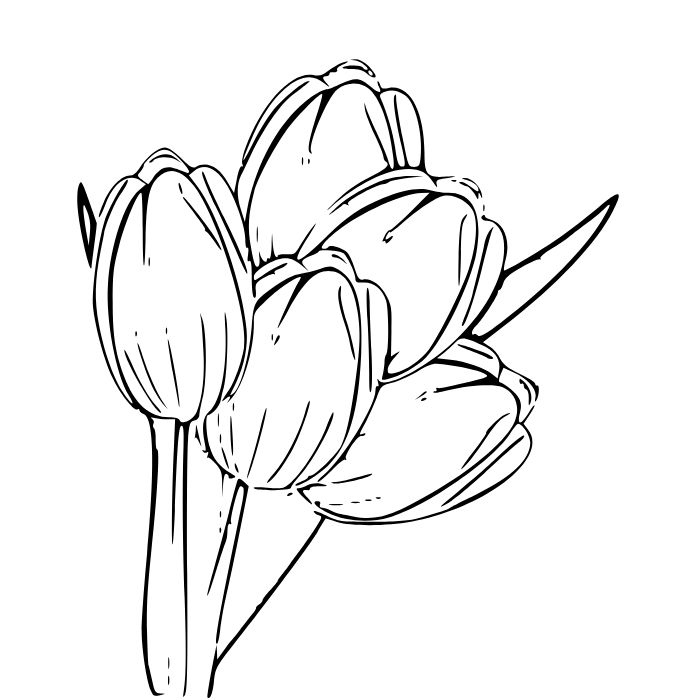 tranh tô màu hoa tulip đẹp nhất