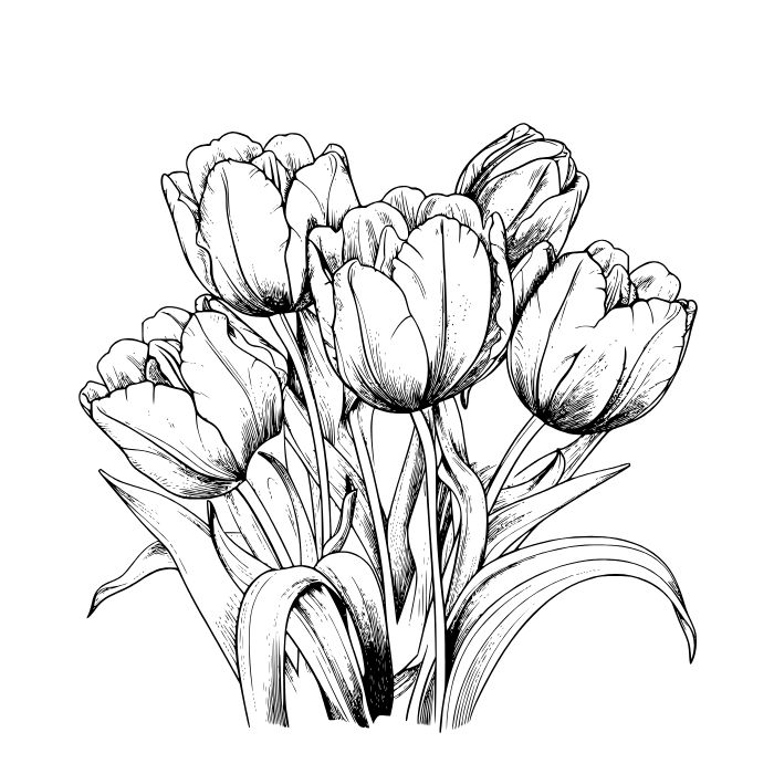 tranh tô màu hoa tulip đẹp xinh