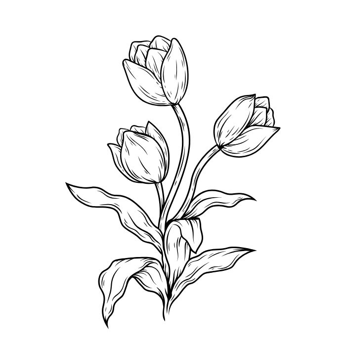 tranh tô màu hoa tulip đẹp