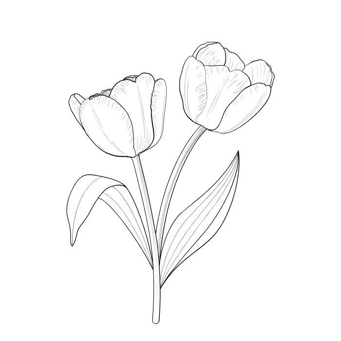 tranh tô màu hoa tulip siêu đẹp