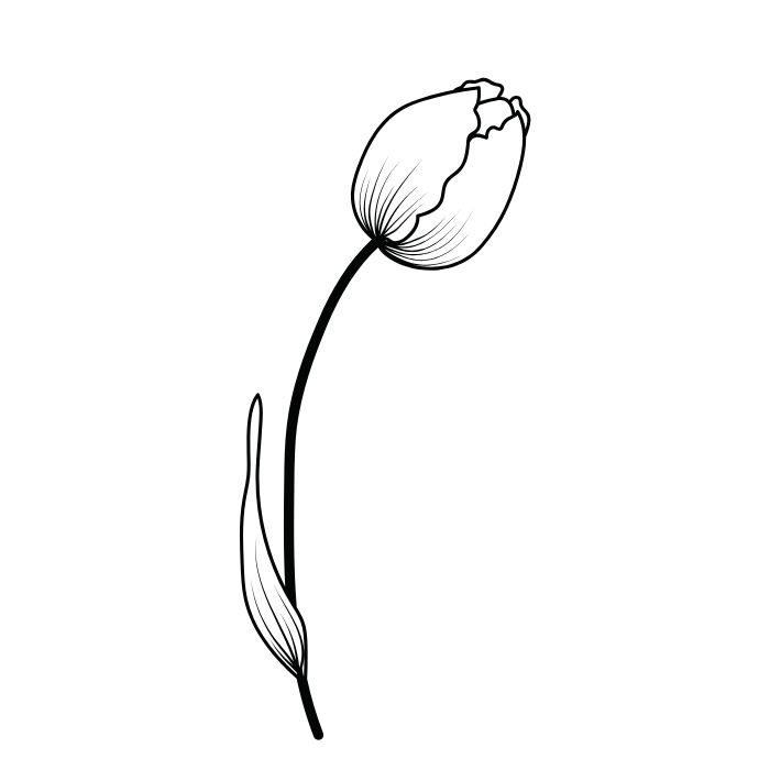 tranh tô màu hoa tulip siêu xinh