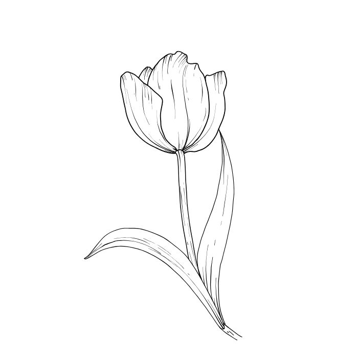 tranh tô màu hoa tulip xinh